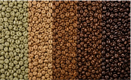 Coffee beans arranged from green coffee through progressively darker stages of roasting.